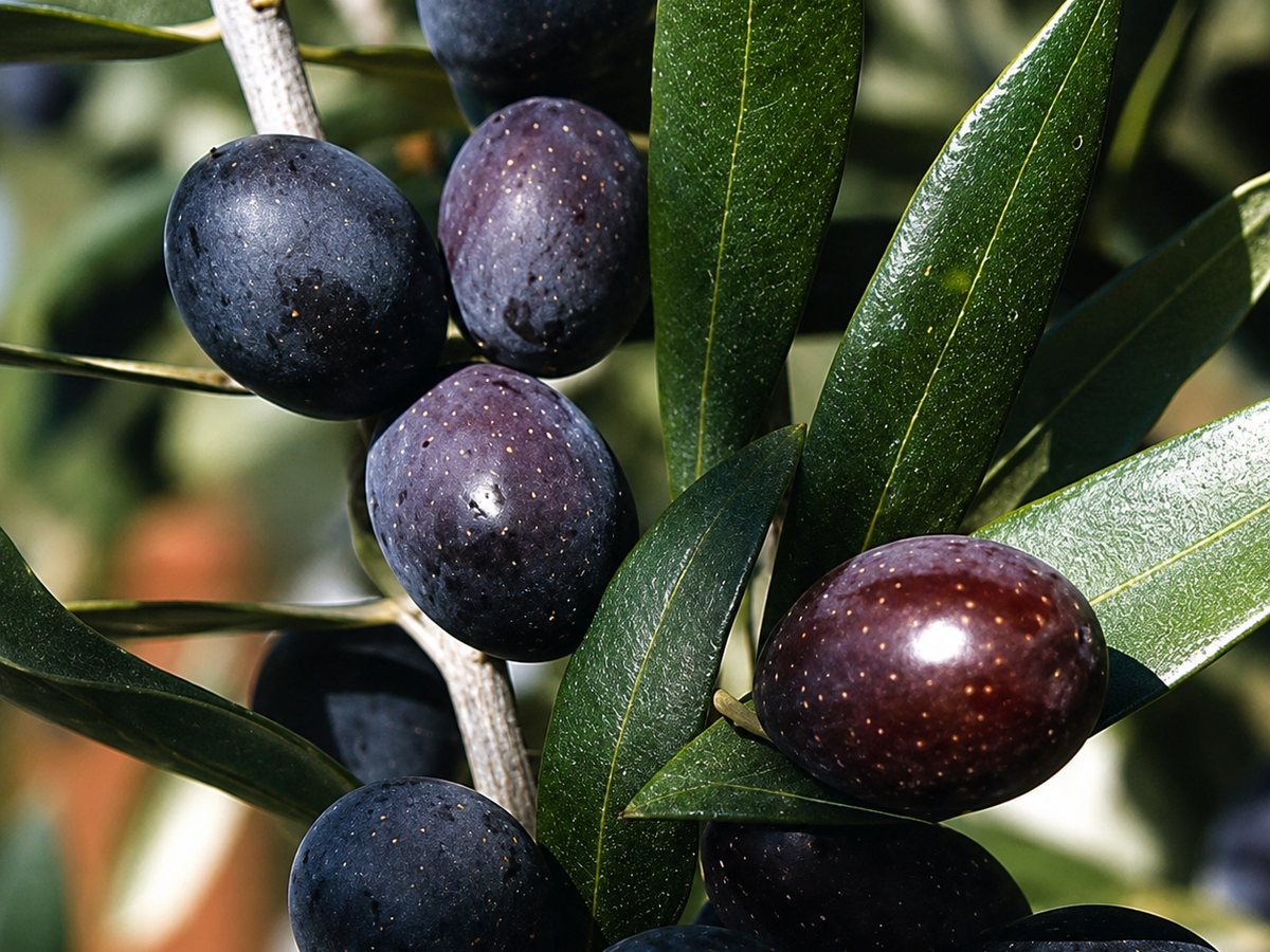 Ripe Leccino olives, deep purple to black, among the olive leaves.