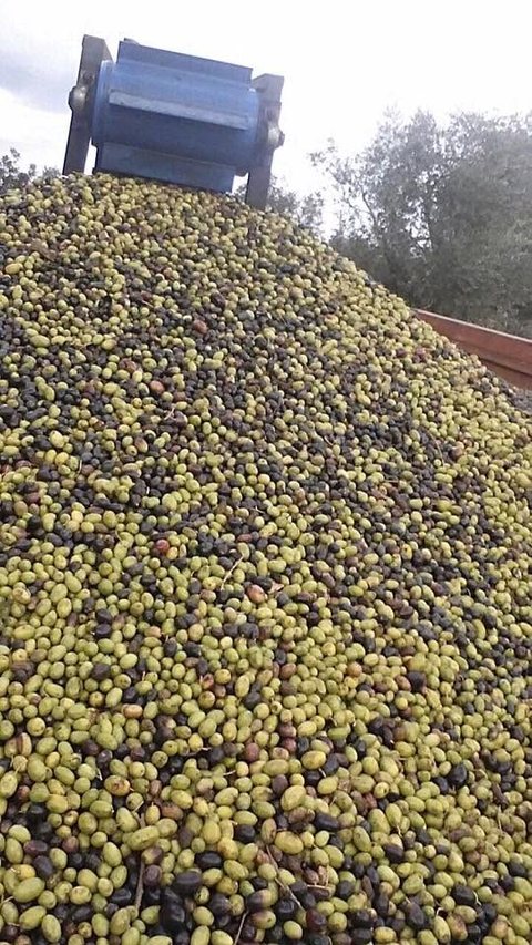 Freshly picked olives.