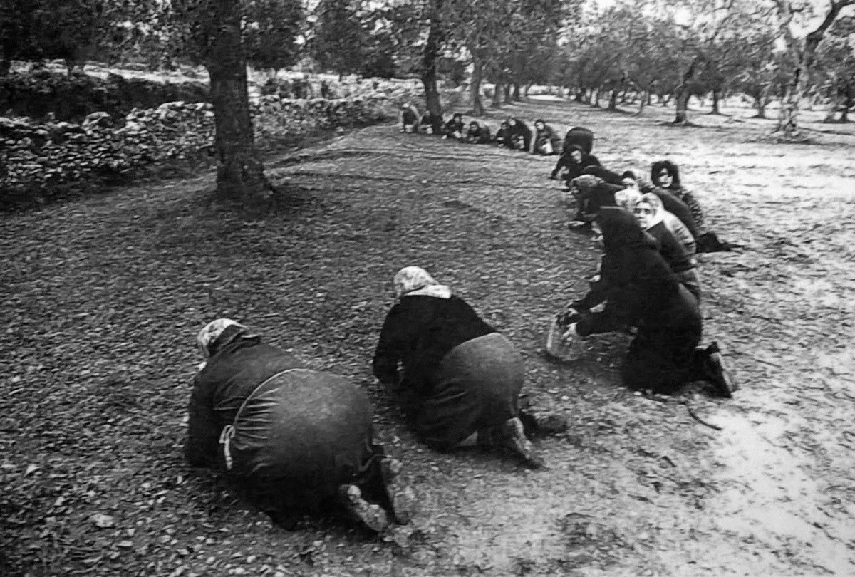 Whole days on their knees, along the row.